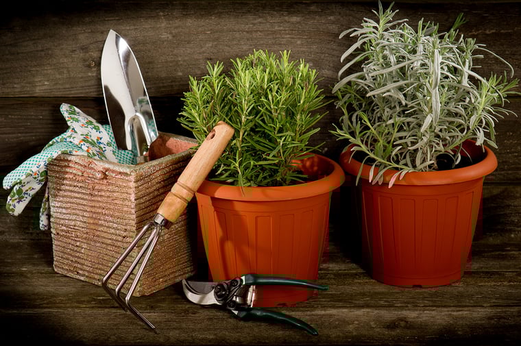 Grow These Herbs to Use in Your Summer Cocktails Grow These Herbs to Use in Your Summer Cocktails