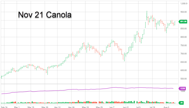 Nov_Canola_Aug_11_2021_smaller