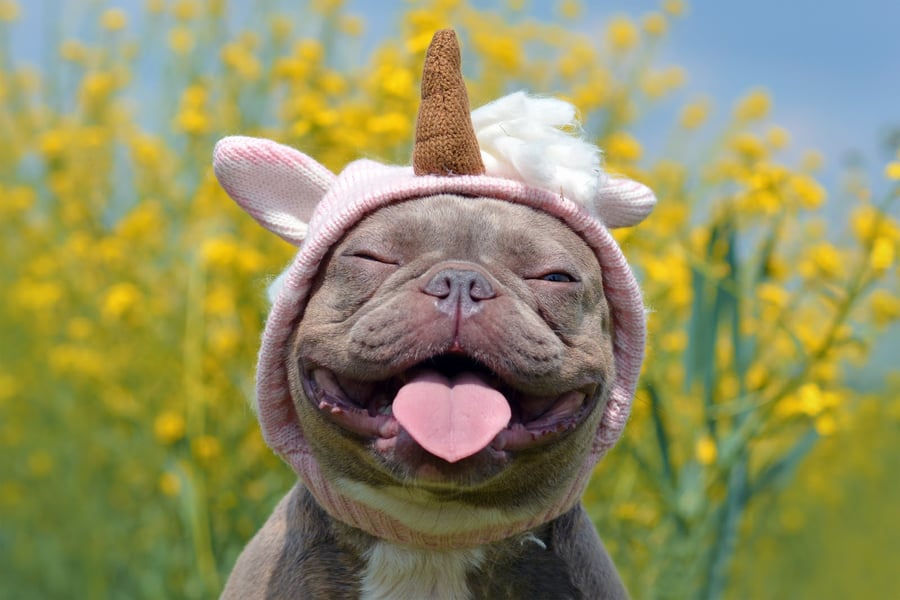 Cute Dog Wears Hat & The Money Rolls In: COVID-19 Humor Strategy