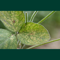 06.29.23 FF Spider Mites