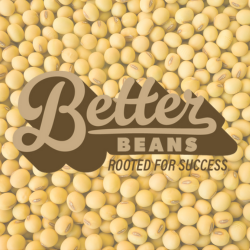 Better beans