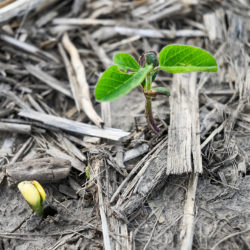 Cover crops