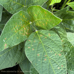 Foliar Disease FF (1)