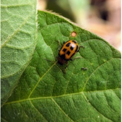 Insecticide Trials FF 