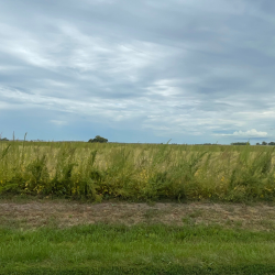 Water hemp