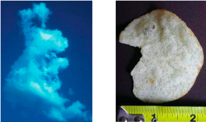 rabbit cloud and elvis potato chip