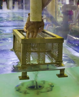  Vextor Experiment.jpg
