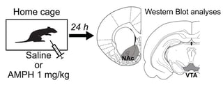 eneuro.jpg