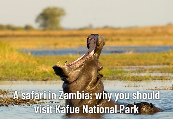 3.Zambia safari