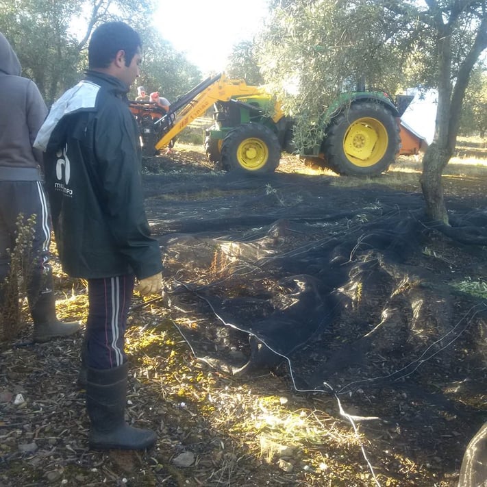 Apanha da Azeitona no Alto Alentejo Multitempo.jpg