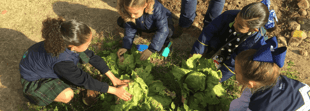 Benefits of a School Garden