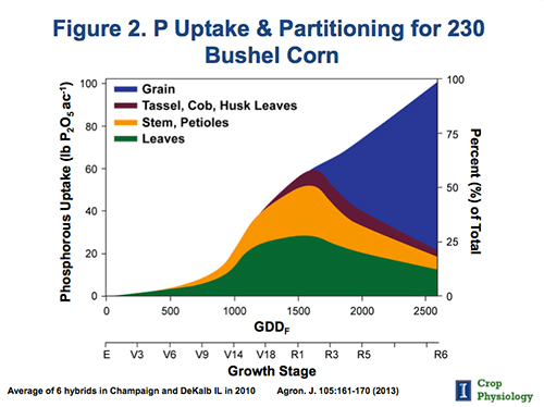 corn for phosphorus requirement Requirements High Corn Yielding Understanding for Nutrient