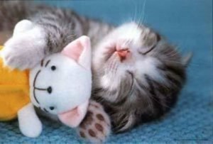 Cutie Kitty