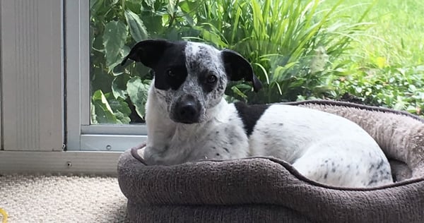 Kendal, from a Dog’s Perspective