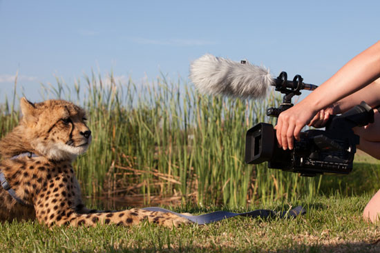 Wildlife filmmaking career