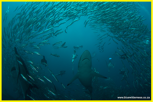 Sardine run