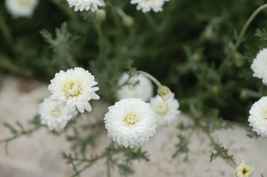 Roman chamomile.jpg Roman chamomile.jpg