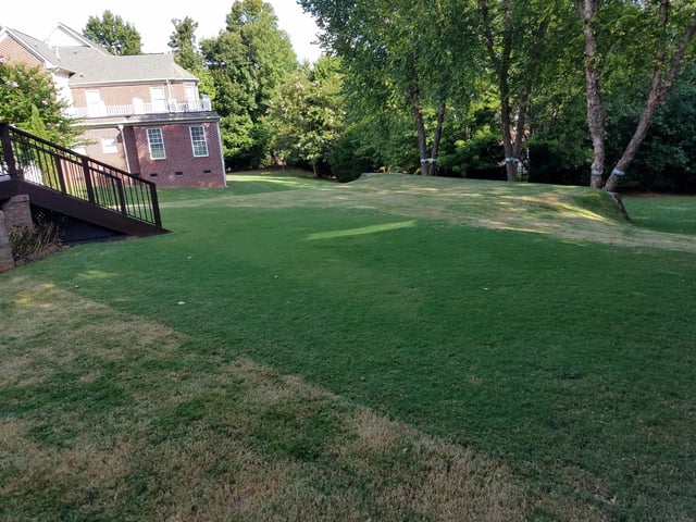 TifGrand lawn after it was scalped by the landscaper. The green area is the section that was maintained by a robot lawn mower. This illustrates the benefits of frequent mowing, especially on bermuda - small.jpg