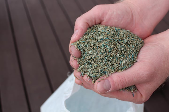 fescue seed close-up