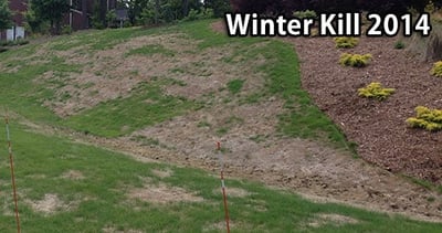 Winter Kill 2014 of Warm Season Lawns - featured image