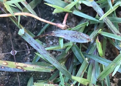 URGENT Disease Alert: Bipolaris - featured image
