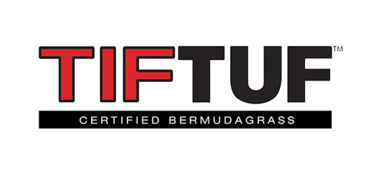 TifTuf Bermuda