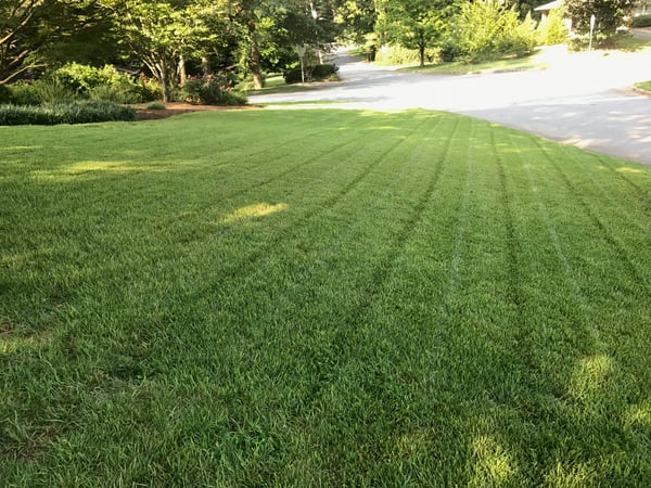 Zenith Zoysia Grass Seed For Sale