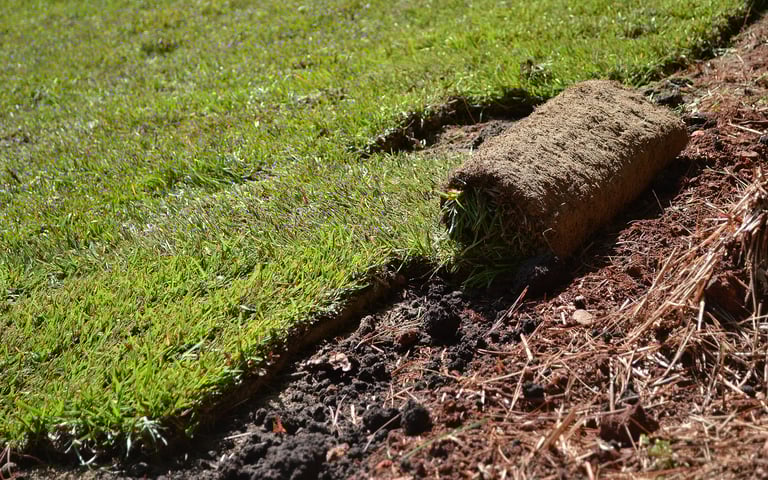 freshly installed sod roll.jpg