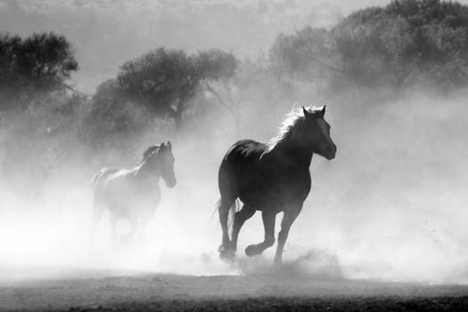 A Faster Horse: Artificial Intelligence