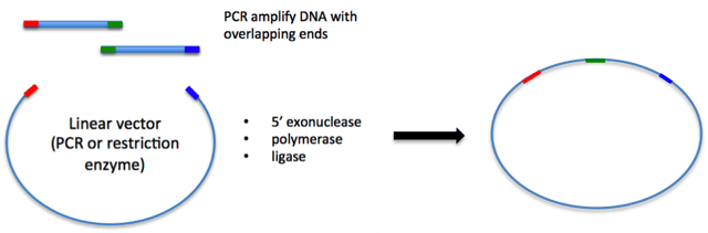 Plasmids 101: Gibson Assembly and Other Long-Homology Based Cloning Methods