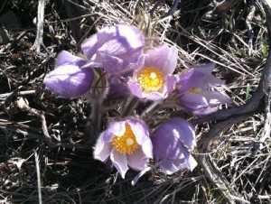 Pasque Flower, Edward CO, Singletree Hike Colorado Wildflowers