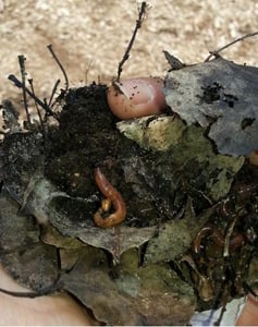 The Science Behind Worm Composting and Vermicomposting