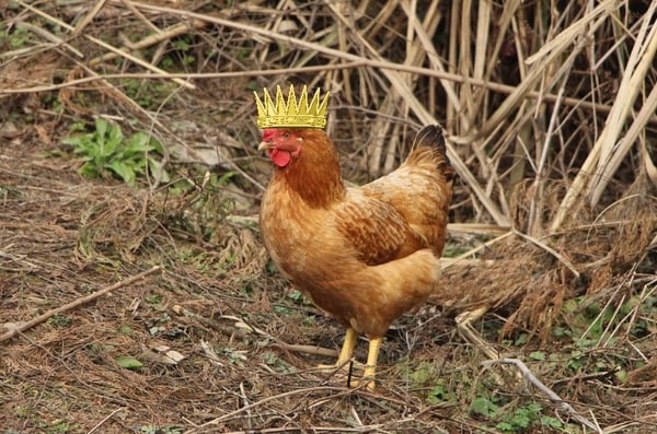 chicken king (2)