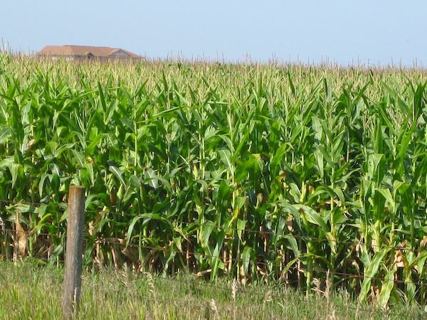 An-Iowa-corn-field.jpg
