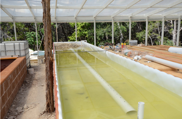 Aquaponic liner How to Grow Tomatoes in Aquaponics