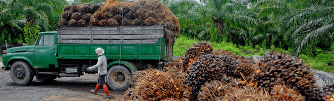 Palm Oil: What is the Answer?