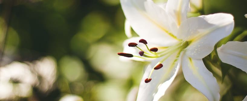 Christ's Precious Wounds