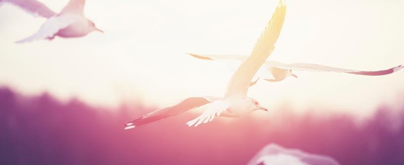 Rest With Our Champion