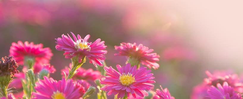 Extravagant Goodness