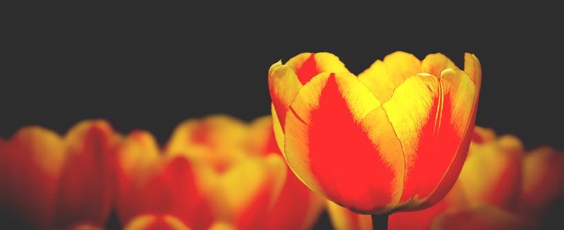 Dwell in Your Hearts