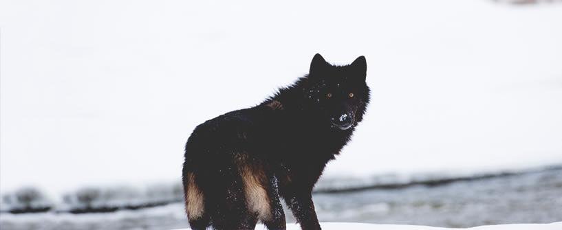 The Danger of the Evening Wolf