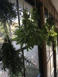 drying herbs