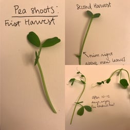 peashoots.jpg
