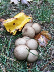 puffballmushrooms.jpg