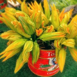 squashblossoms.jpg