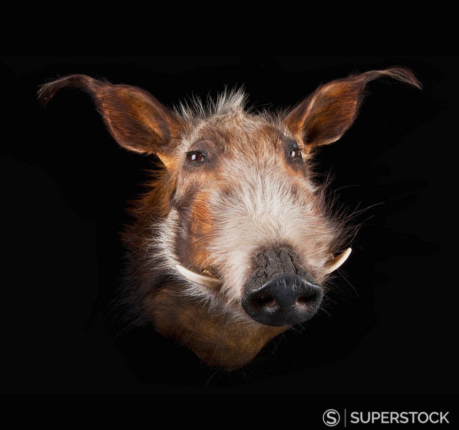 Face of a warthog phacochoerus africanus on a black background CHIAROSCURO