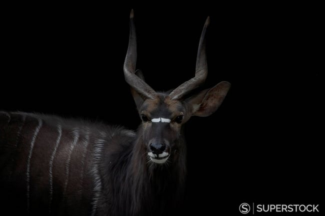 Portrait of Nyala in front of black background