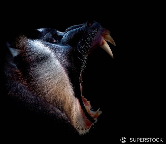Drill, Mandrillus leucophaeus, profile, yawn, roar, on black
