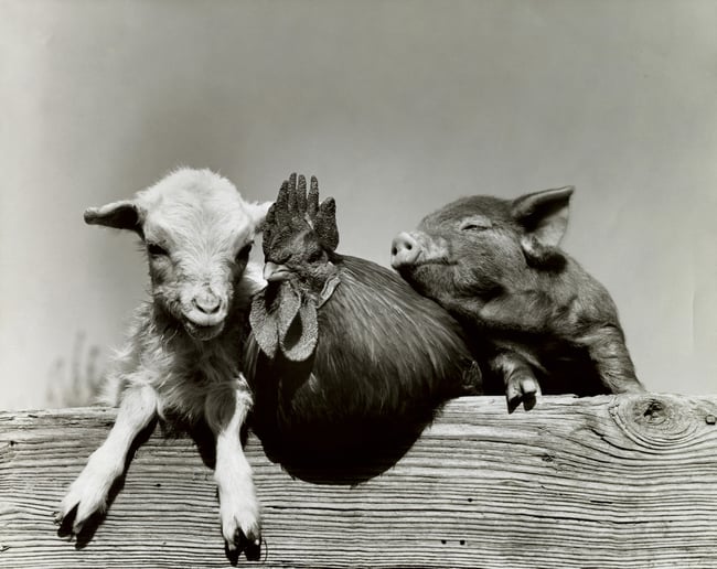Vintage portrait of farm animals