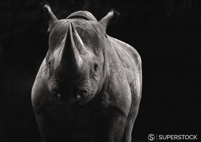 Black Rhinoceros CHIAROSCURO style photography